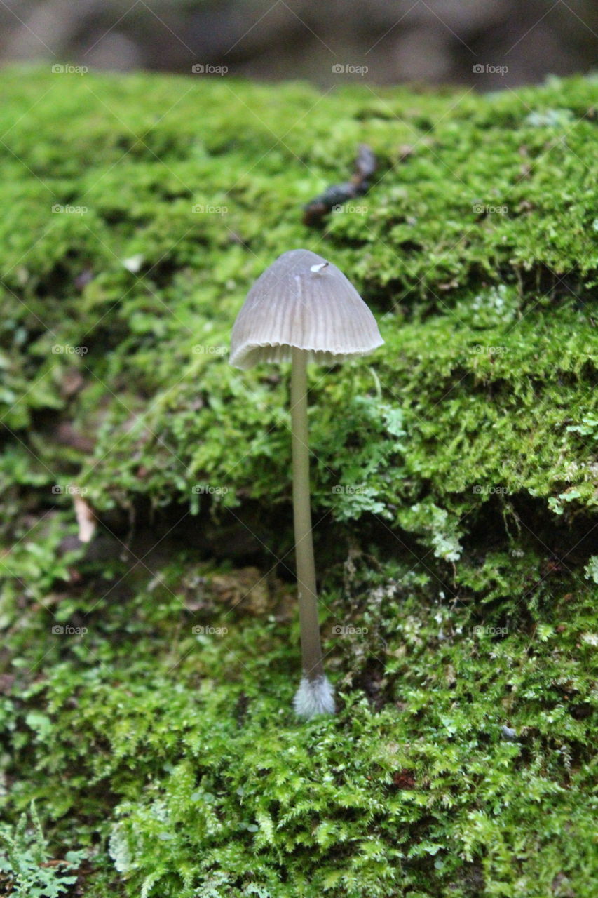 Fall mushrooms