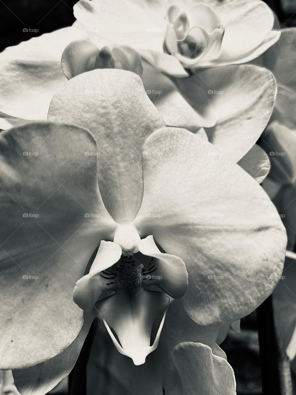 Black and white orchid