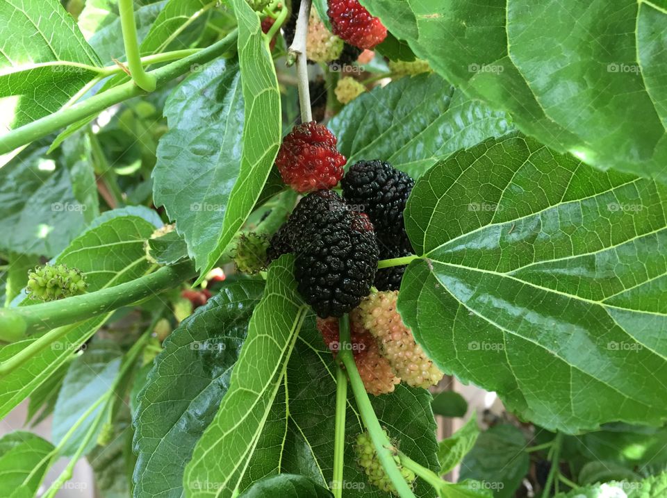 Mulberry bush fruit. Mulberry bush with fruit, Spring in Australia 