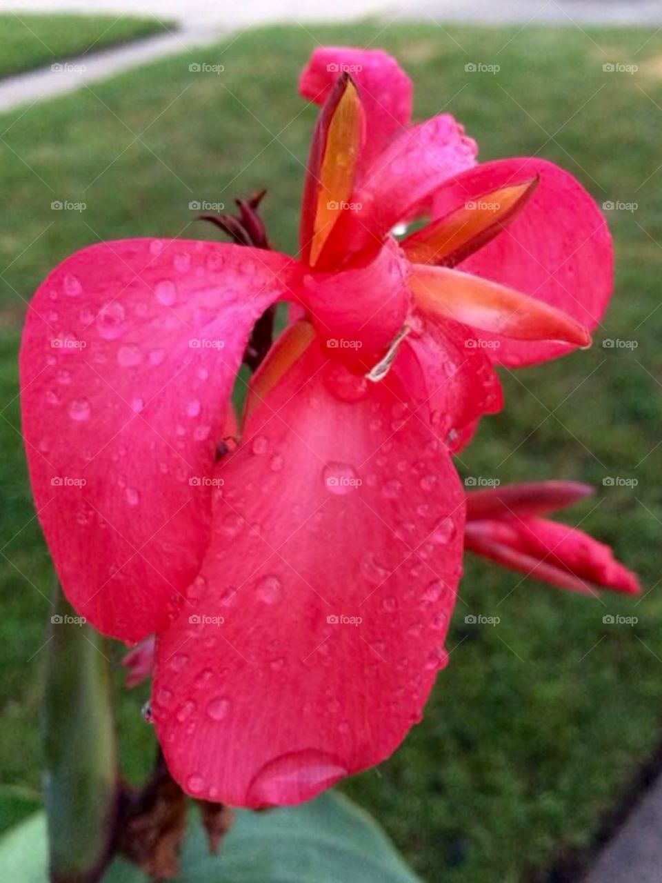 Flower after the rain 