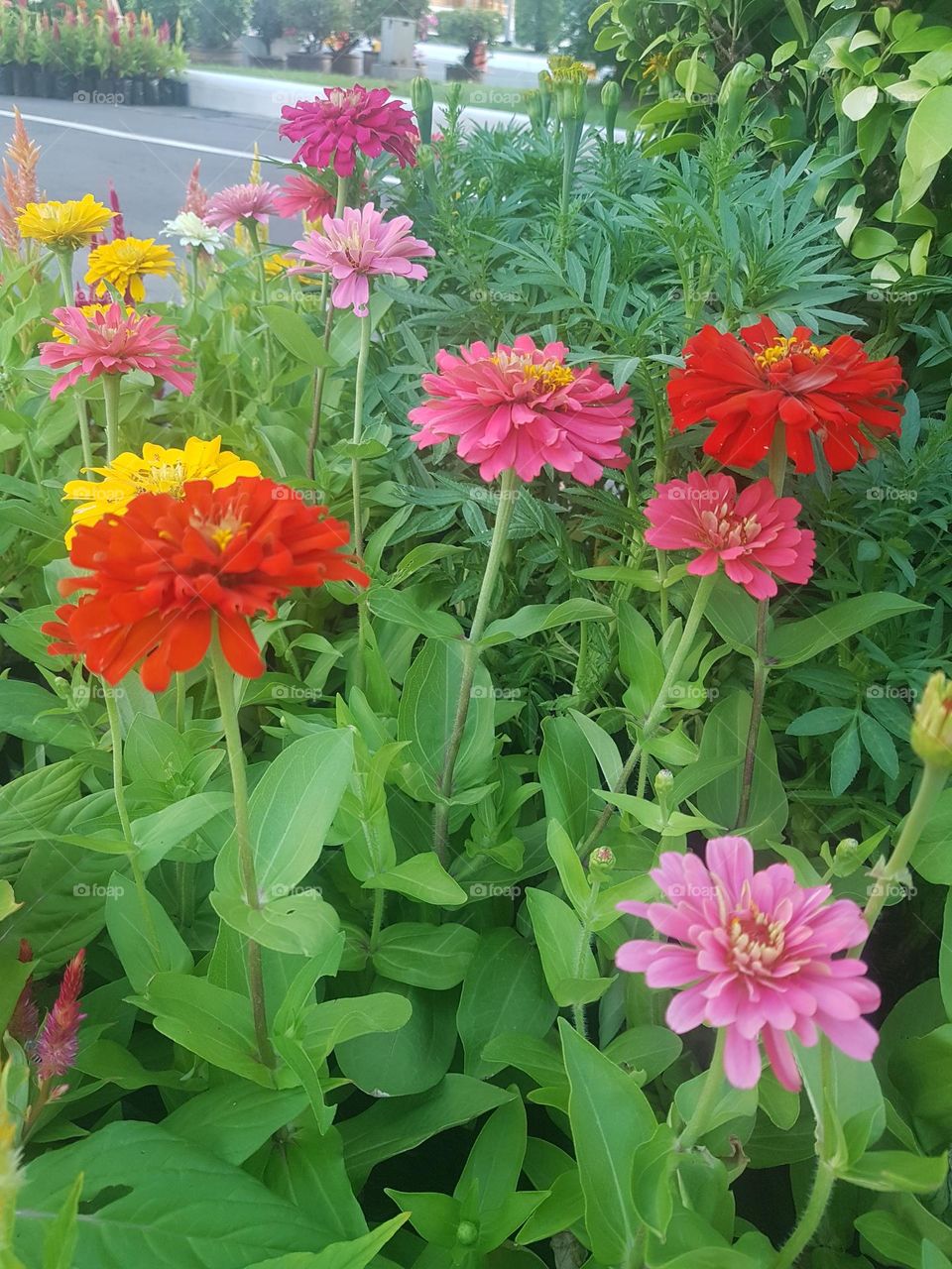 Zinnia  View
