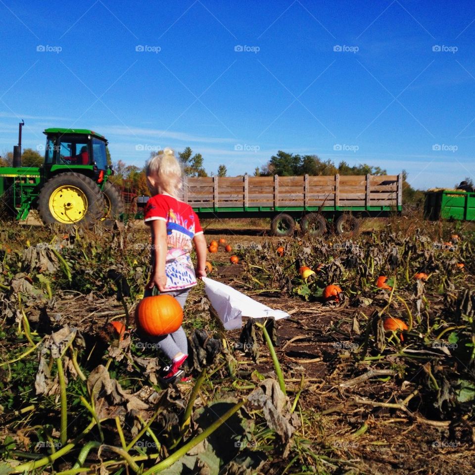 Pumpkin picking