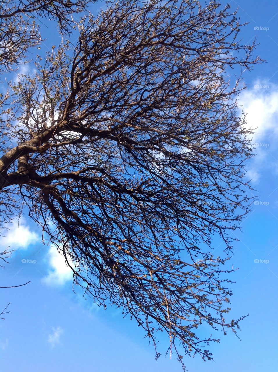 spring tree clouds branches by cinaboj