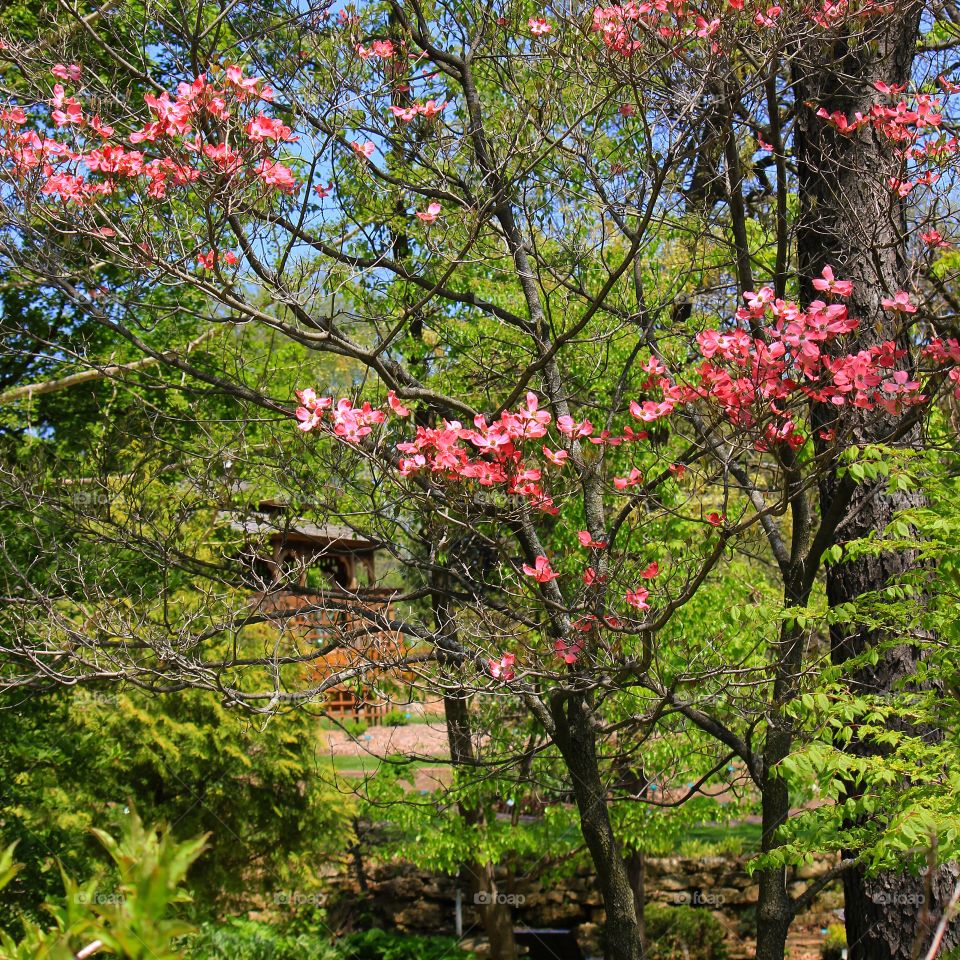 Japanese beauty 