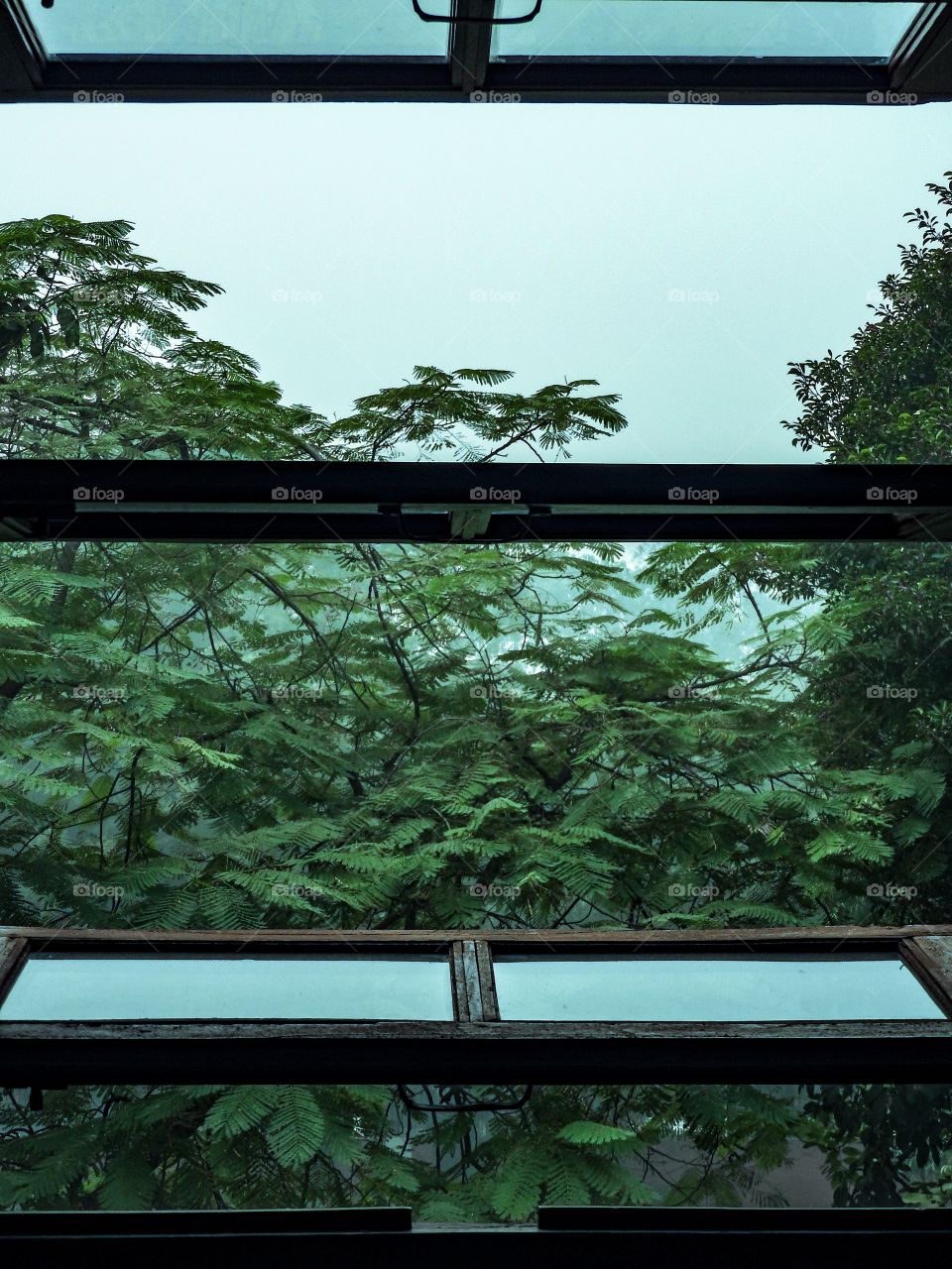 Window, Leaf, Wood, Nature, Flora