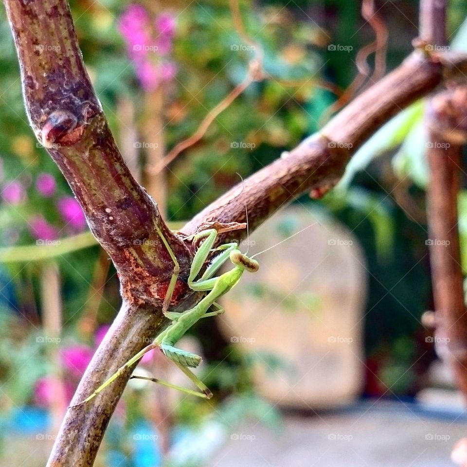 Baby praying mantis. In my host Paris's garden in Limassol