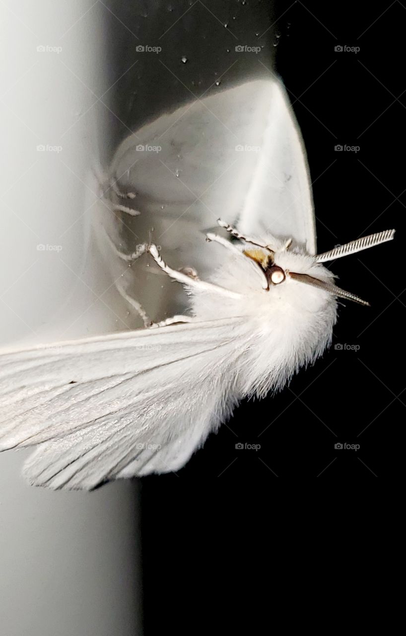 white moth