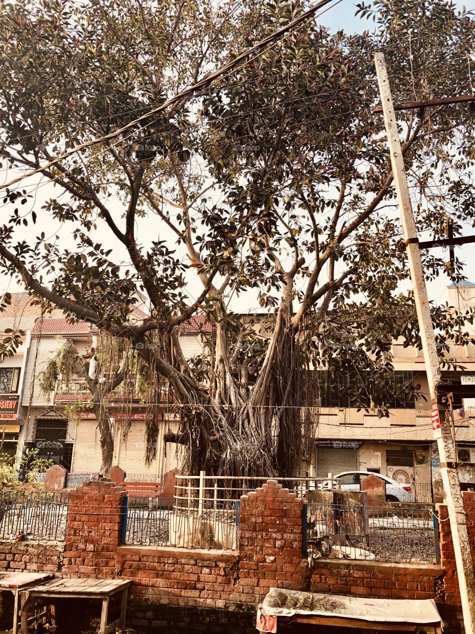 An old tree in the middle of the city 
