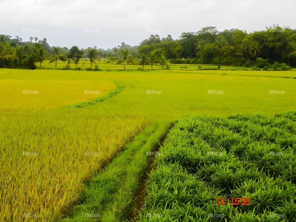 RICE FIELDS 