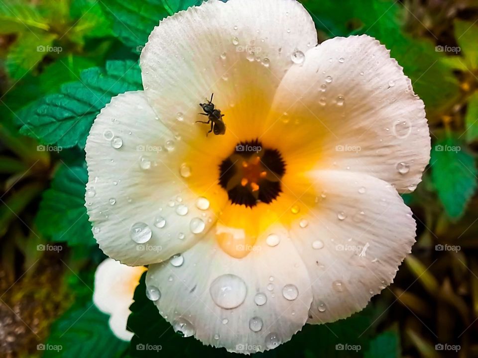 Honey bees that perch on dewy flowers