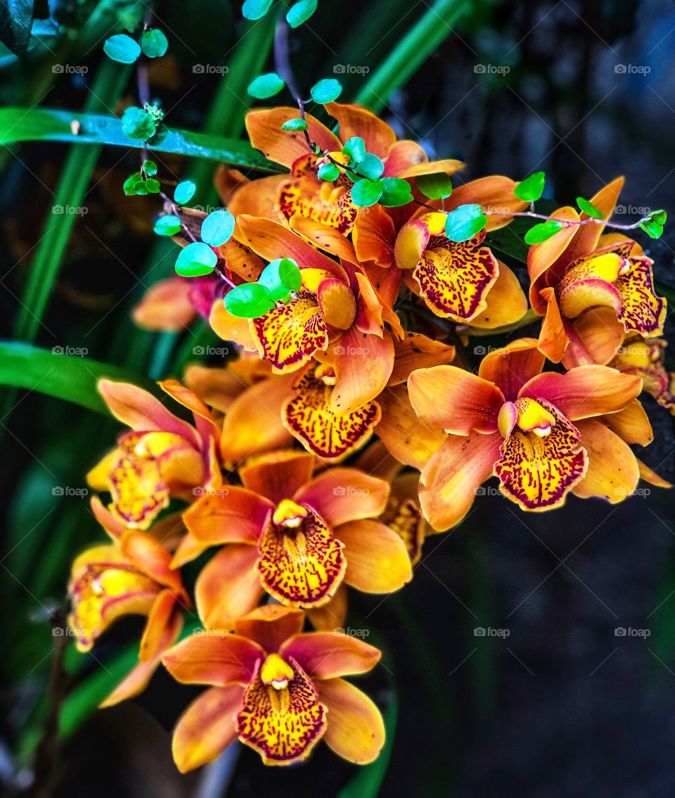 Foap Mission Plants Of The USA! Unique Wild Cymbidium Orchid In A Backyard Garden🌱