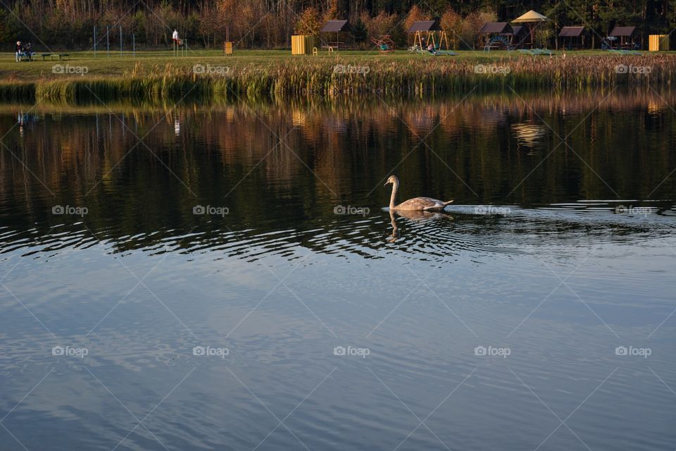 beautiful landscape lake and swan swimming beautiful nature, autumn time