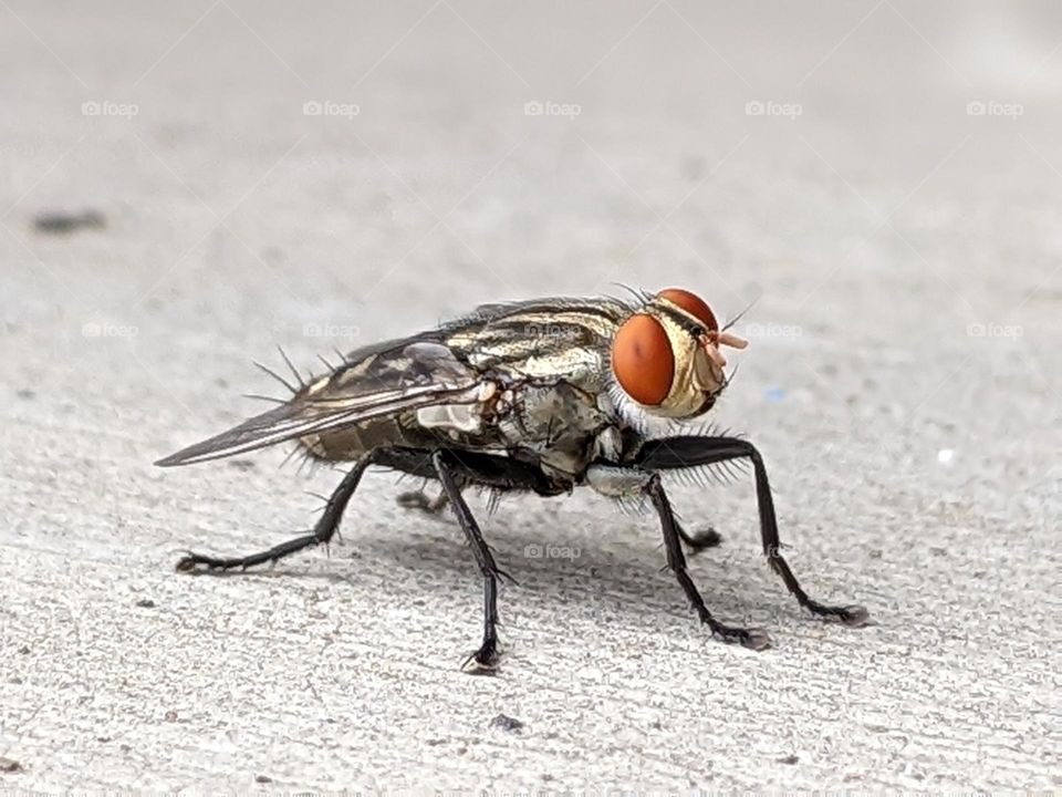 flies perched on the wall