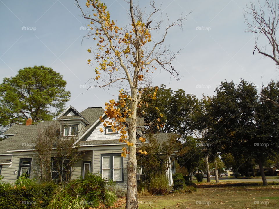 fall in the house. This is a picture of a Texas spruce tree. 👣 🚶 🏃 🔥 💨