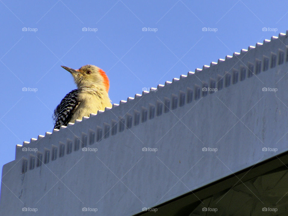 Ruffled Feathers. Red bellied woodpecker. On lamppost with ruffled feathers