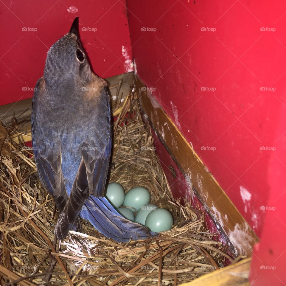 Momma blue bird and her blue eggs. 