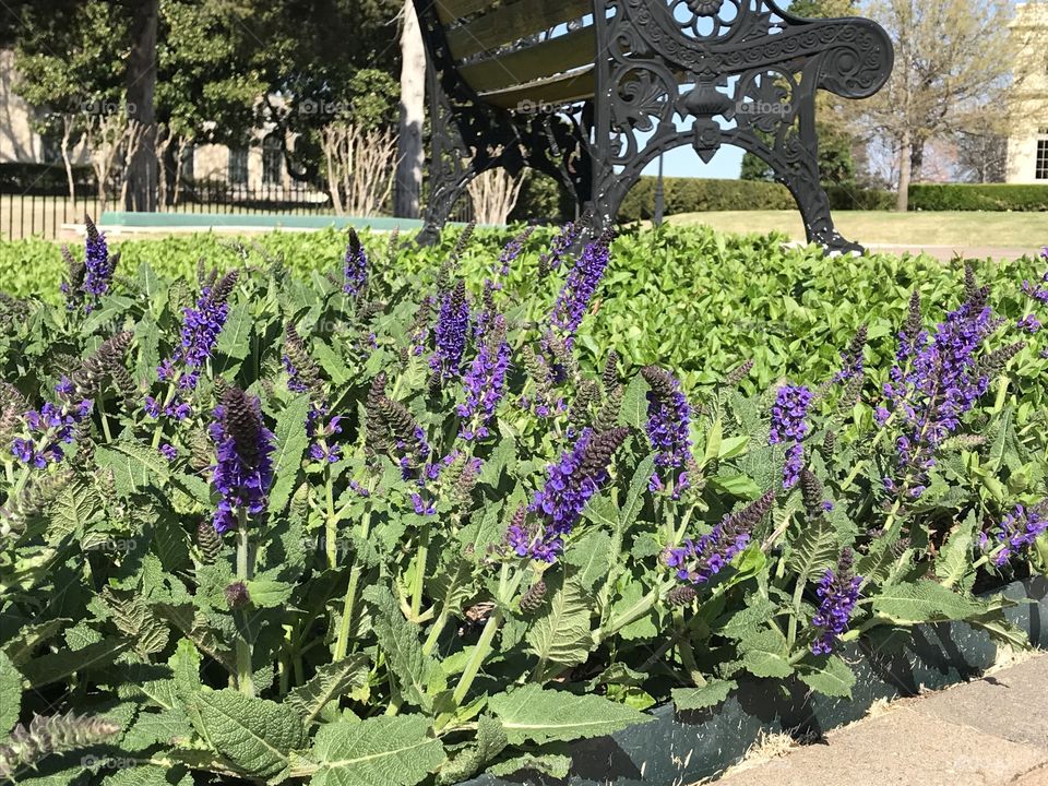 Lavender garden