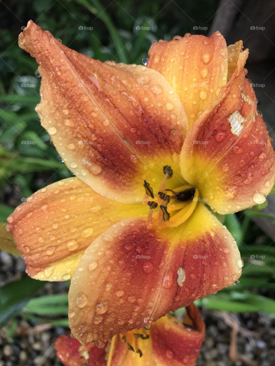 Wet orange flower bloom