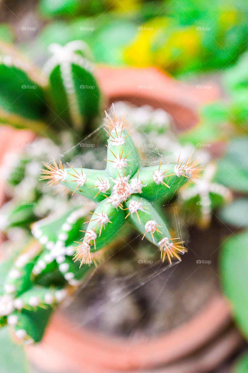 Star cactus