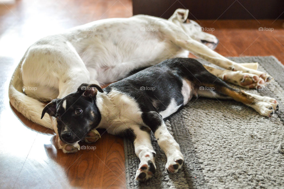 Puppy laying and snuggling with another dog on the floor