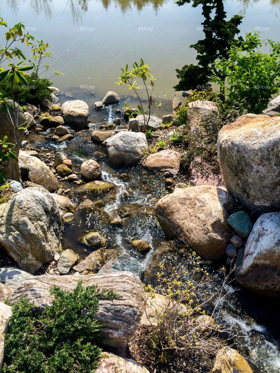 Stream of water with rocks and plants 