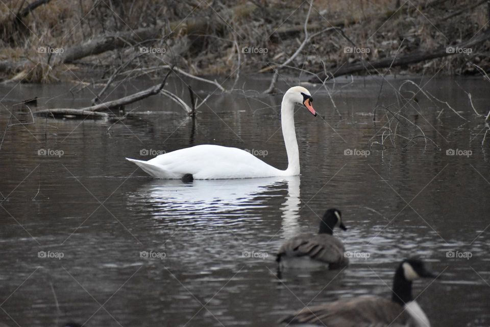 A swan amongst friends
