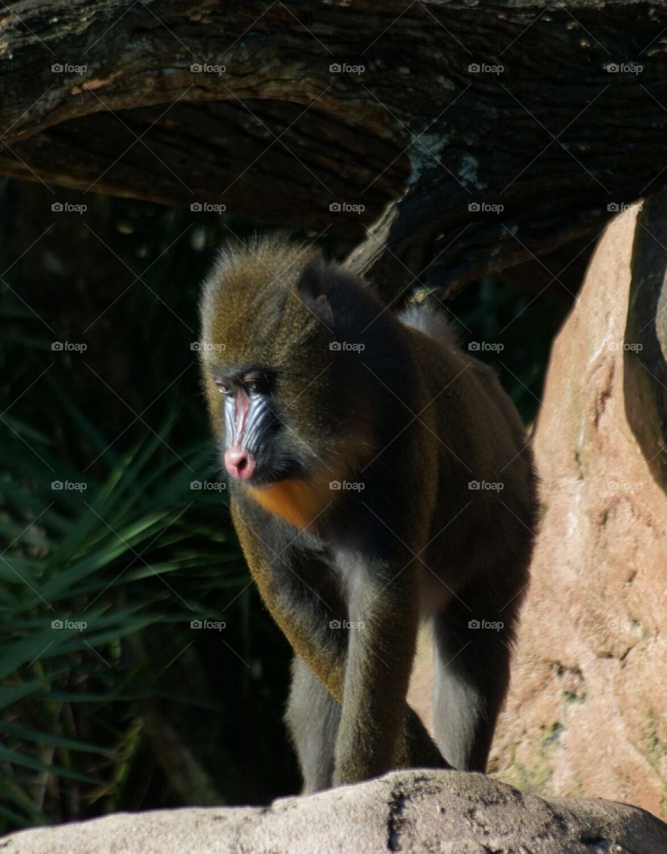 Mandrill monkey