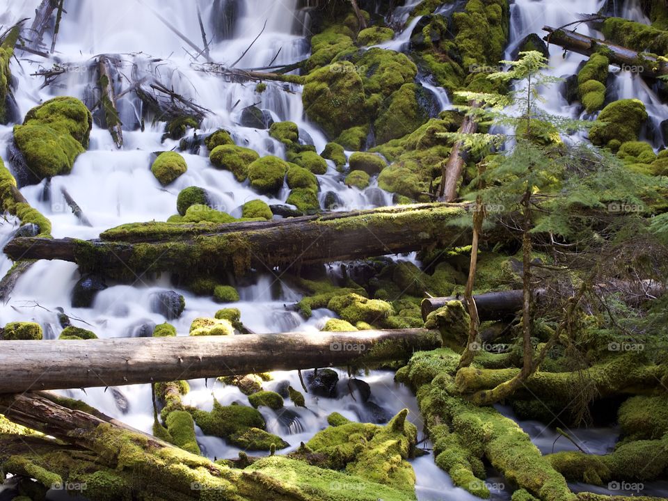 The mountain cold and fresh waters of Clearwater Falls rushing over moss covered rocks and slick wet logs on a sunny spring morning in Southwestern Oregon.