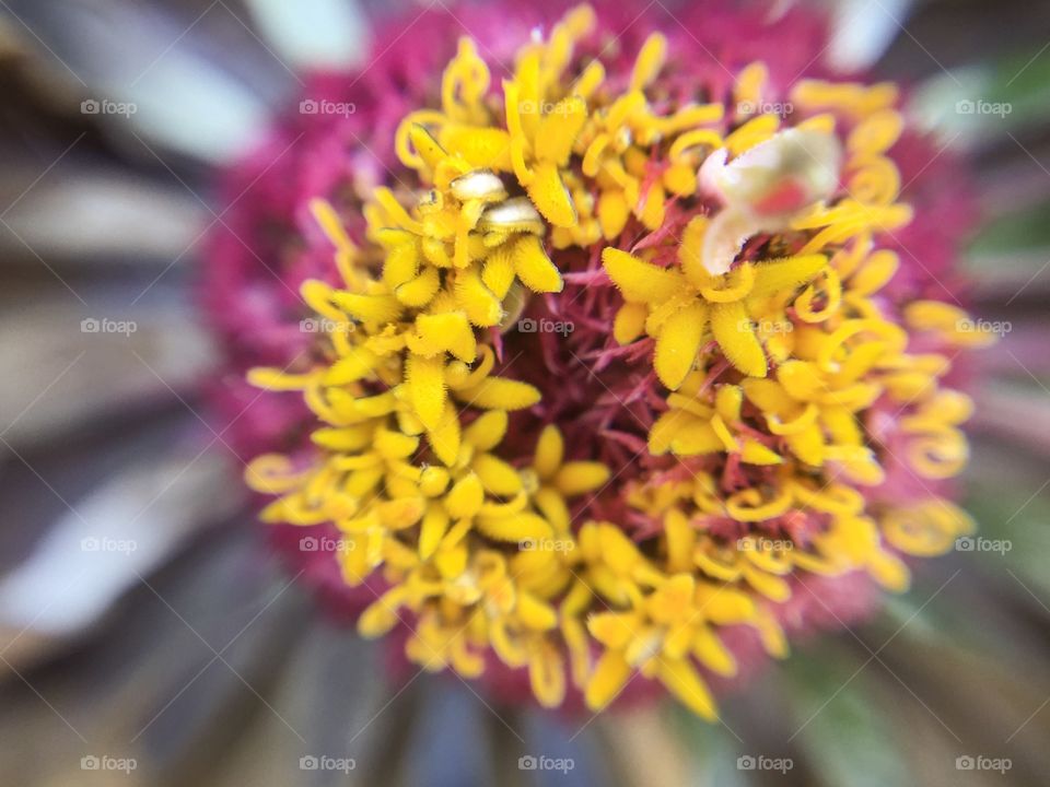 Beauty shade and texture of Pollen in flower