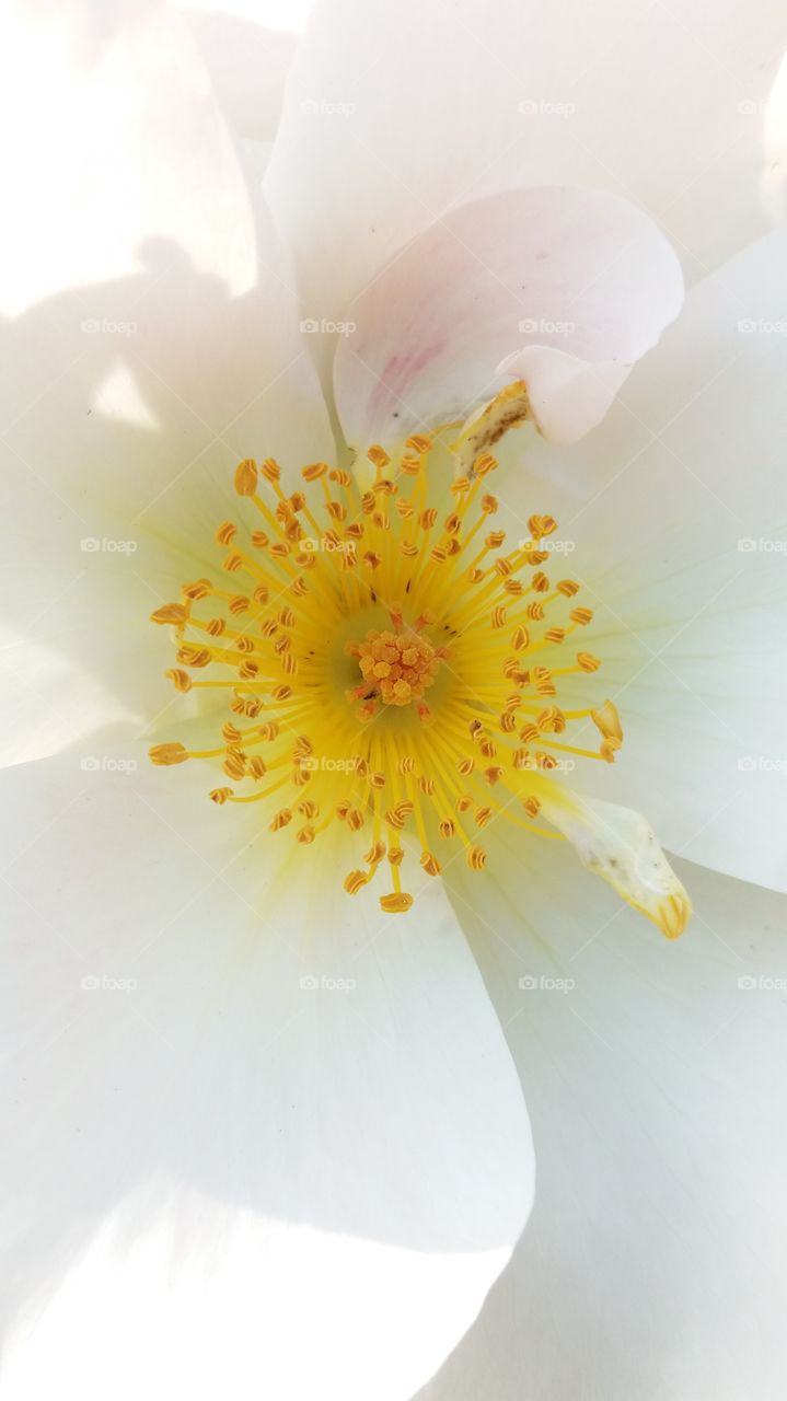 White wild rose blossom