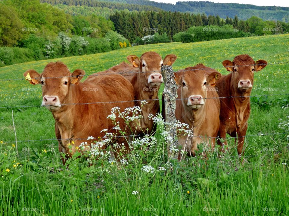 image of Cows Pasture Nature