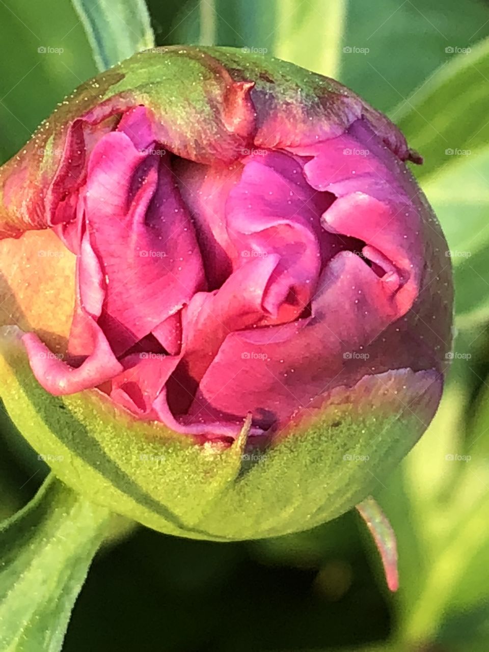 Peony bloom starts to open