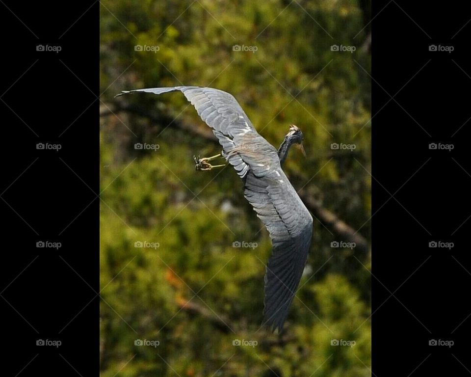 Graceful blue heron