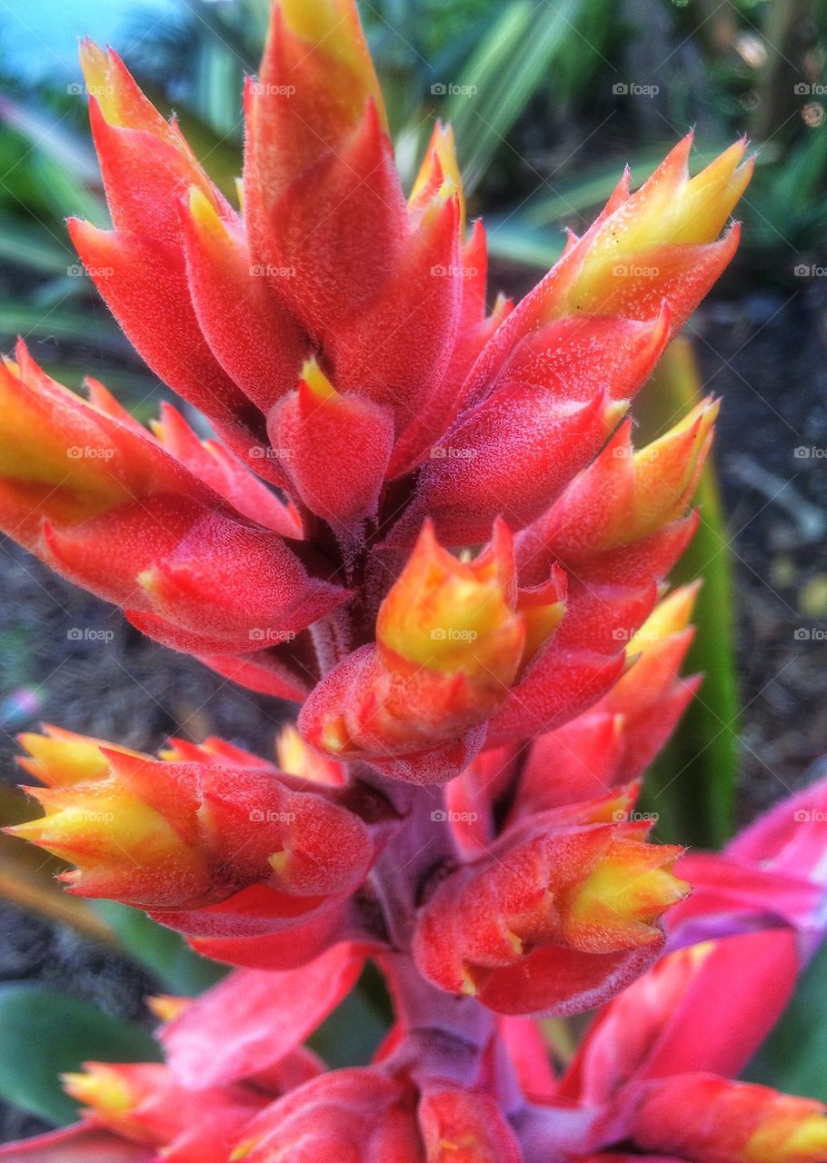 Bromeliad