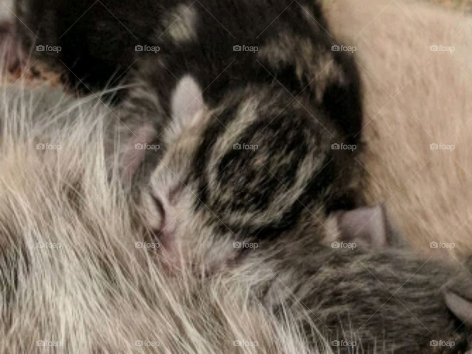 Our new family member