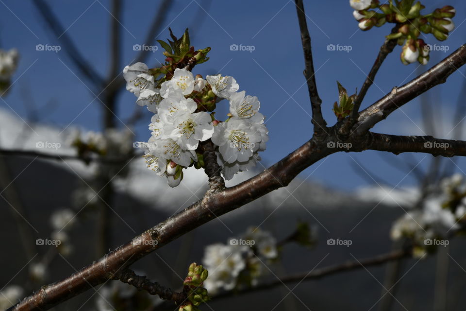 Floración de el valle del Jerte, Extremadura, España
