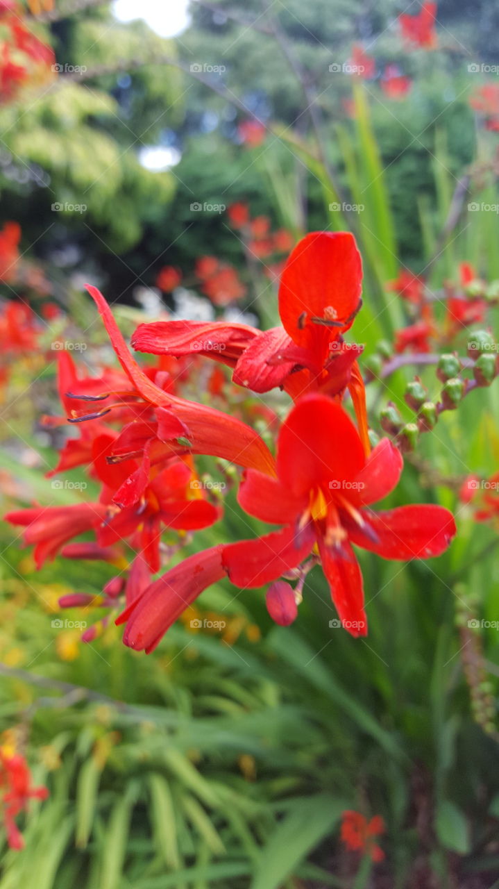 red flower