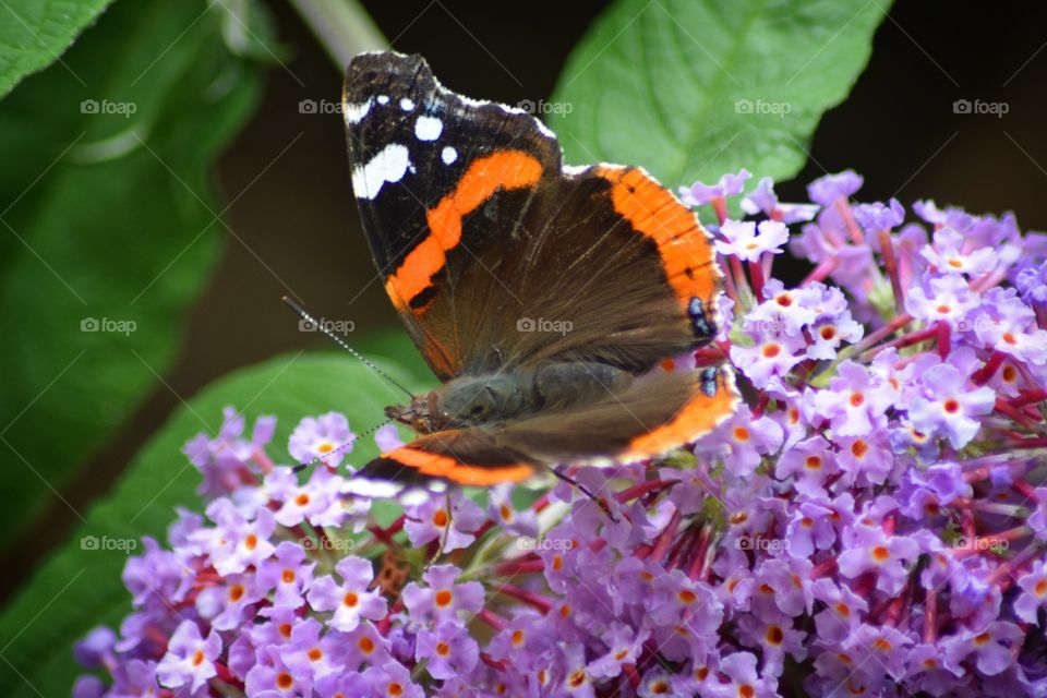 Red Admiral on flower