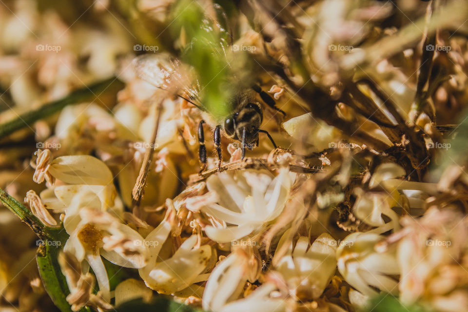 bee hiding while collecting pollen