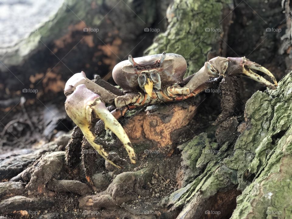 These crabs can be found in tidal mangrove mud flats along the Coast of Marco island. They typically burrow themselves in sediment and eat mostly decaying plant litter.