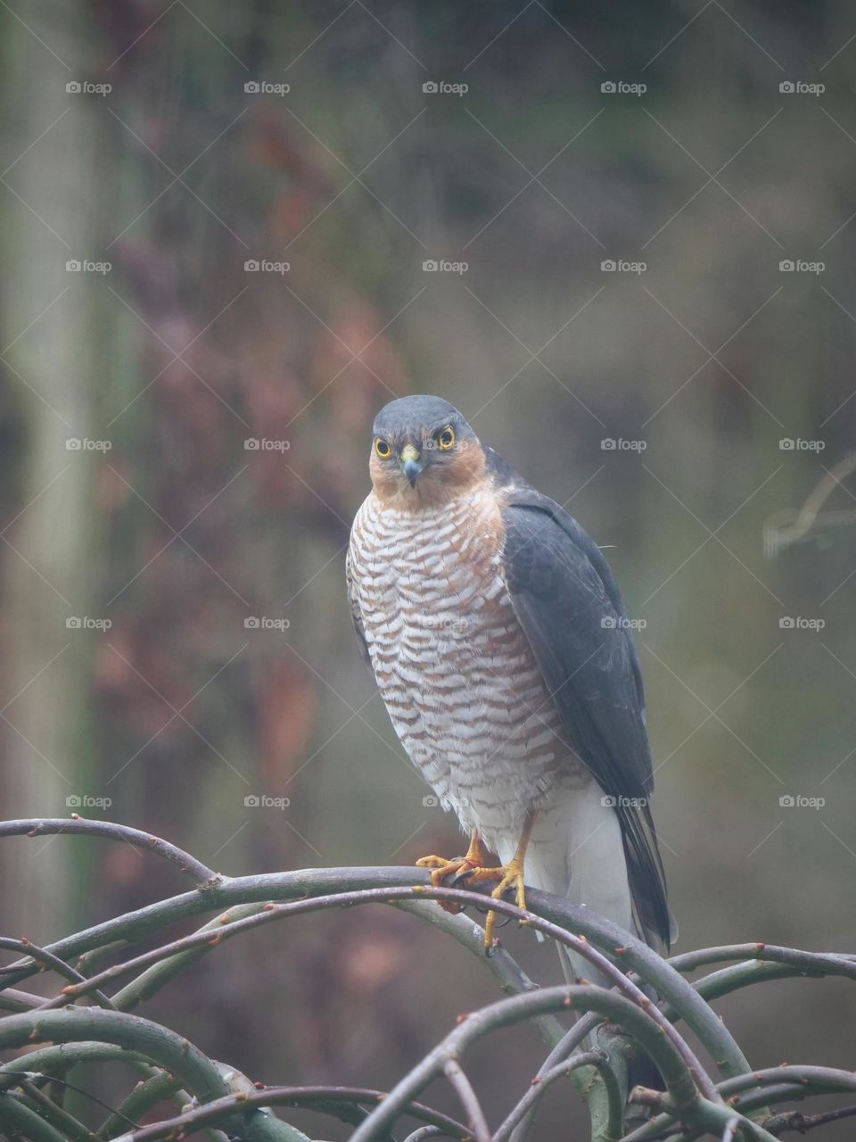 Eurasien sparrowhawk