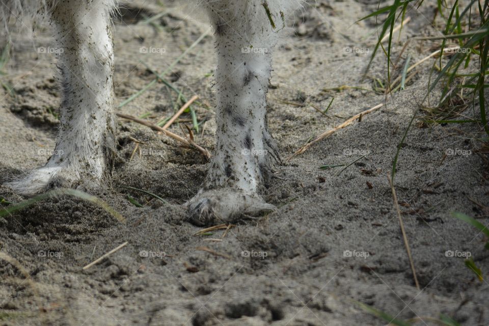 Sandy dog paws