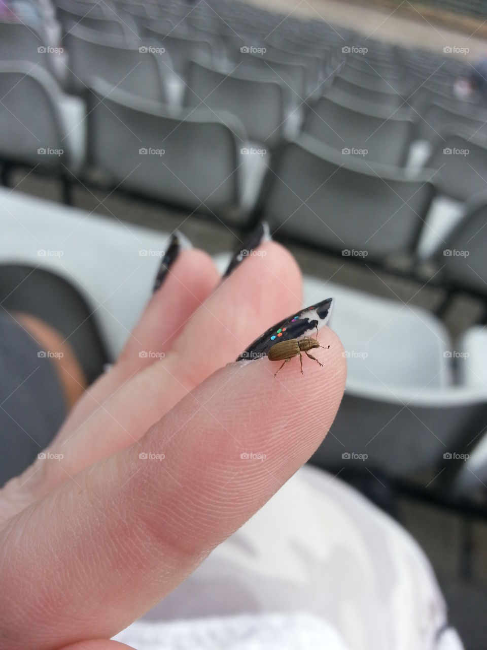 tiny Weevil landed on me
