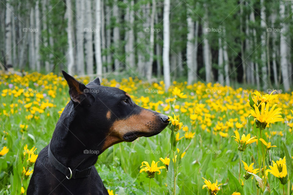 Stop to Smell the Flowers