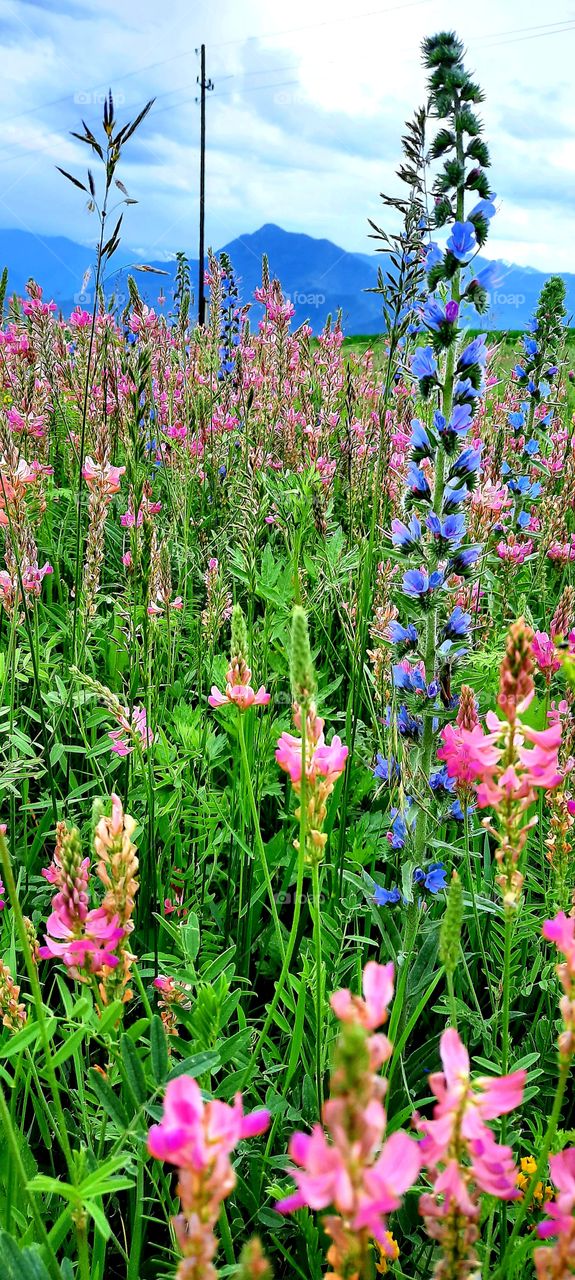 Wildflowers close up.  Mobile photo.