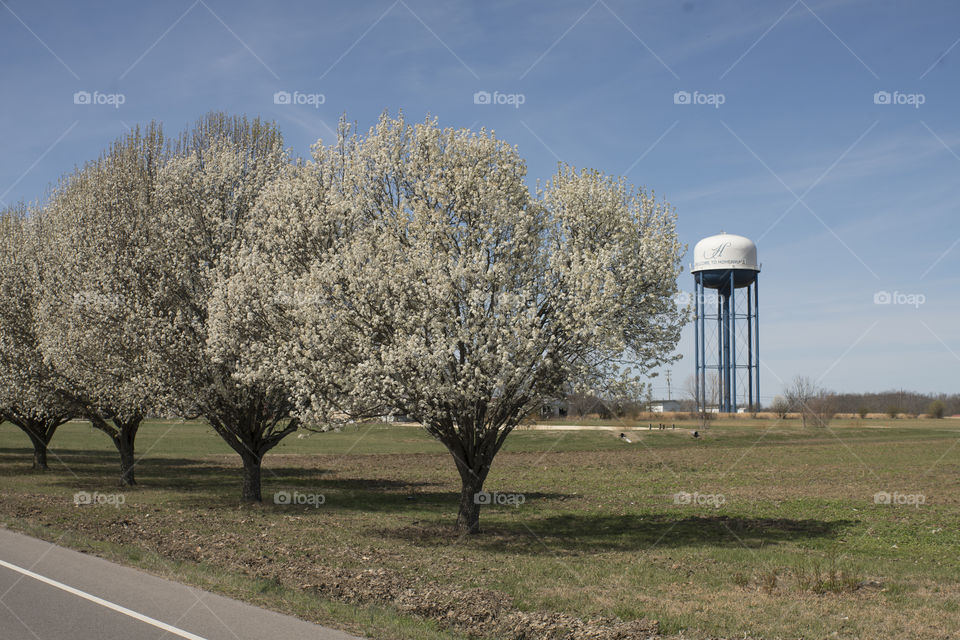 Water Tower and Trees