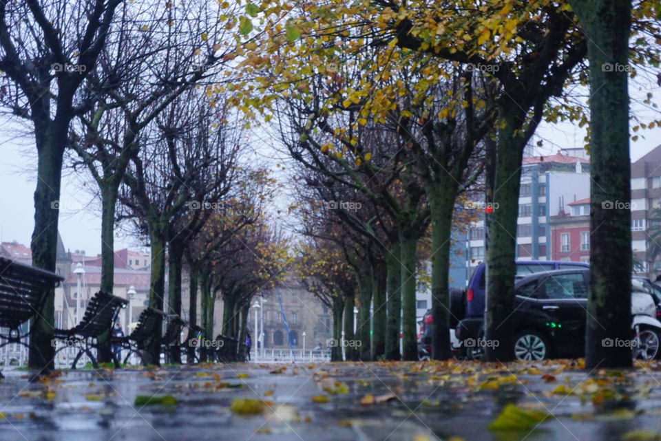 Park#trees#rain#walk#autumn#cars#leaves