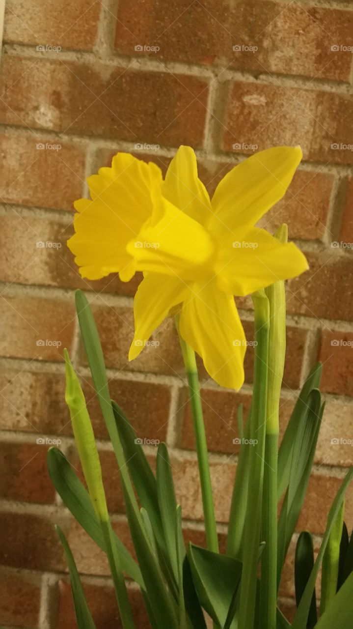 dafodil