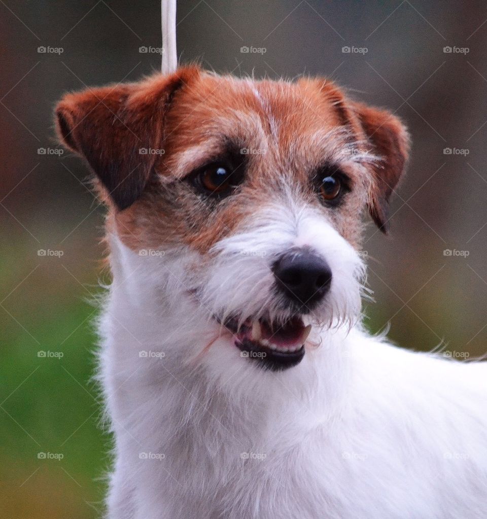 Portrait of a jack russell terrier