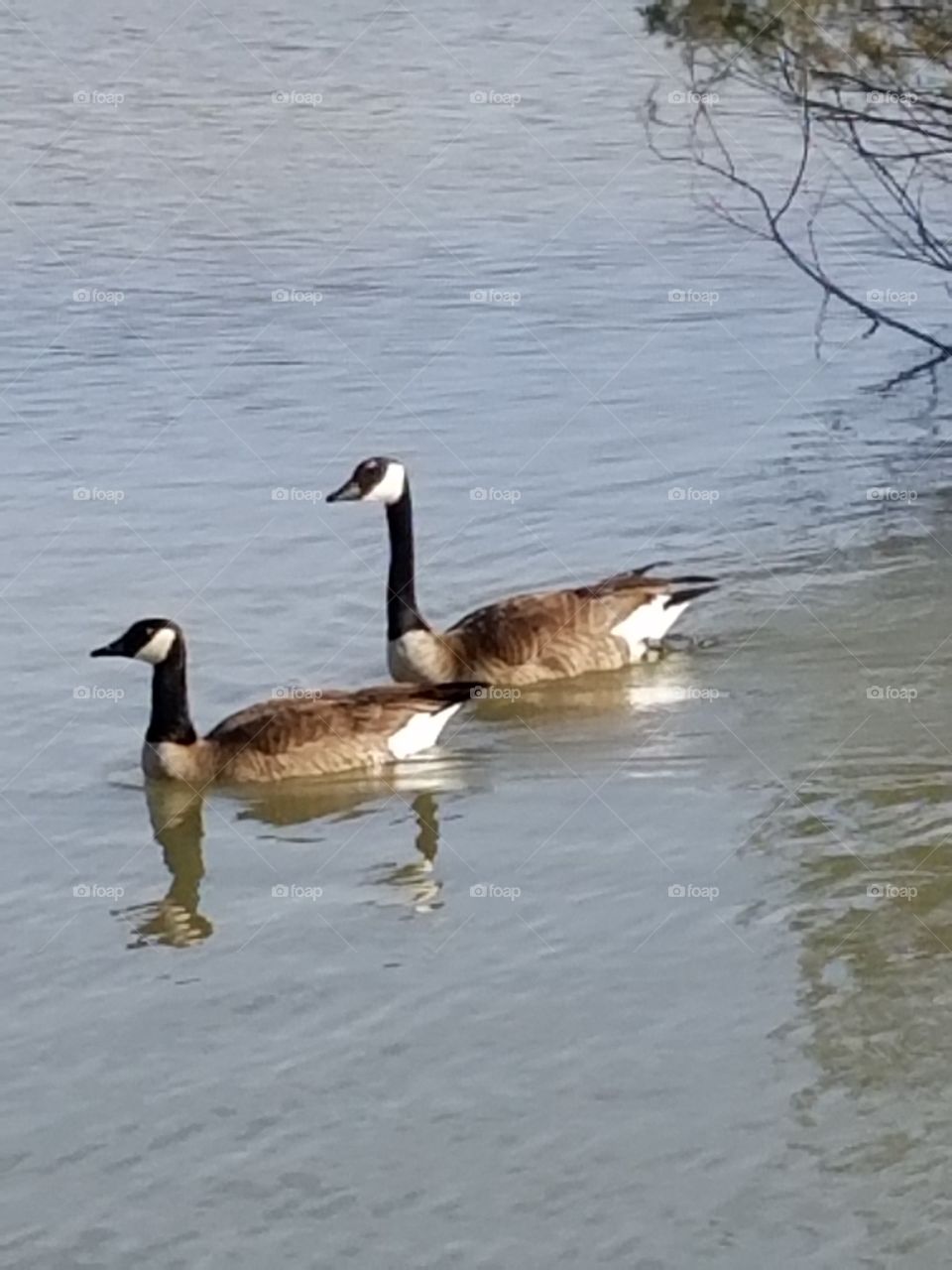 Spring geese